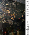 櫻桃樹 84750803