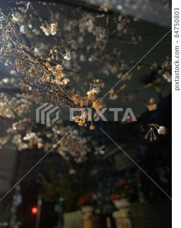 櫻桃樹 櫻桃樹 84750803