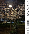 櫻花在公園裡 84750804