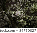 櫻花夜 84750827