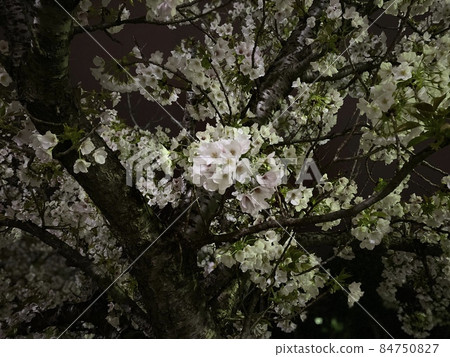 Cherry blossom night Cherry blossom night 84750827
