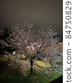 公園的櫻桃 84750829