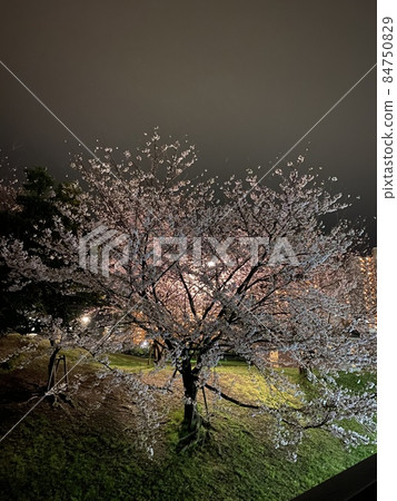 公園的櫻桃 公園的櫻桃 84750829