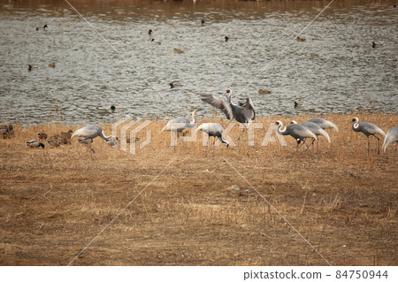 Gangwon-do, Cheorwon-gun, Cheorwon Crane Village, Exploration 84750944