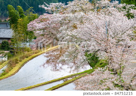 三重縣津市美杉櫻～盛開在稻田裡的山櫻～ 84751215