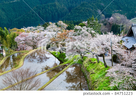 Misugi Sakura, Tsu City, Mie Prefecture-Yamazakura in full bloom that shines in rice fields- Misugi Sakura, Tsu City, Mie Prefecture-Yamazakura in full bloom that shines in rice fields- 84751223