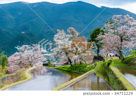 三重縣津市美杉櫻～盛開在稻田裡的山櫻～ 84751229