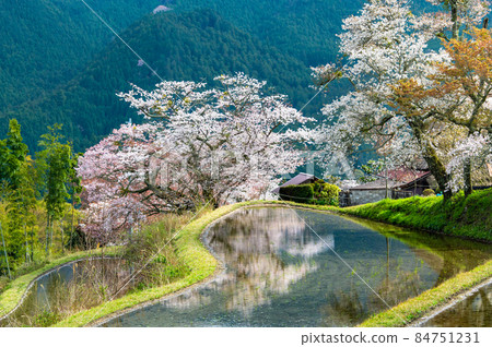 Misugi Sakura, Tsu City, Mie Prefecture-Yamazakura in full bloom that shines in rice fields- 84751231