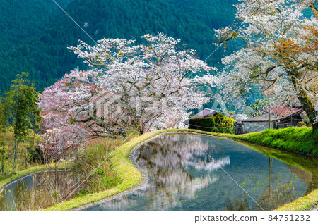 三重縣津市美杉櫻～盛開在稻田裡的山櫻～ 84751232