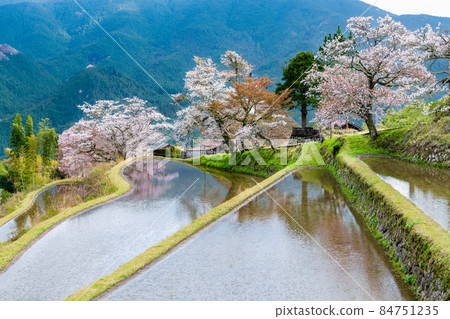 Misugi Sakura, Tsu City, Mie Prefecture-Yamazakura in full bloom that shines in rice fields- 84751235