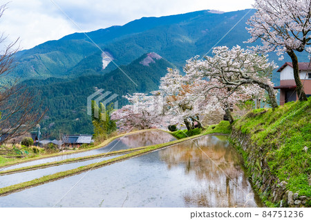 Misugi Sakura, Tsu City, Mie Prefecture-Yamazakura in full bloom that shines in rice fields- 84751236