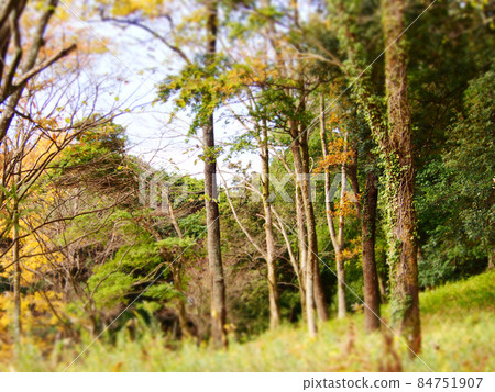 Autumn forest park autumn leaves 84751907