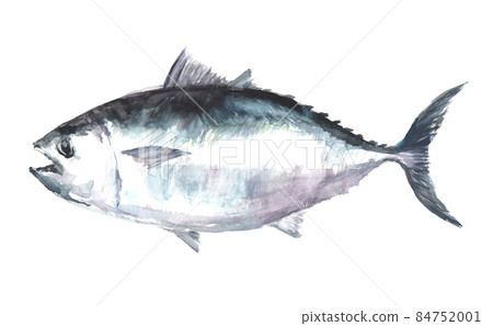 藍鰭金槍魚的水彩畫插圖 84752001