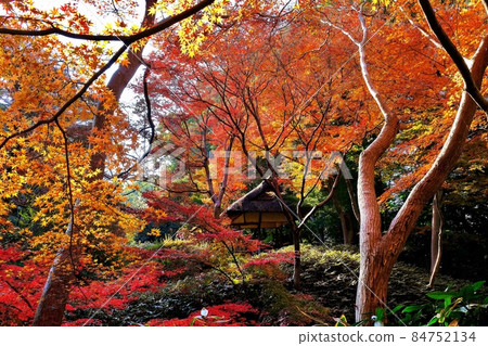 六義園 (Tsutsujijaya 附近) 的紅葉 六義園 (Tsutsujijaya 附近) 的紅葉 84752134
