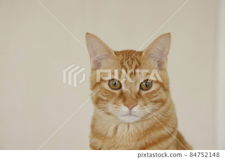 Everyday scenery of cat parents and children (it has grown completely) 84752148