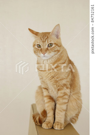 Everyday scenery of cat parents and children (it has grown completely) Everyday scenery of cat parents and children (it has grown completely) 84752161