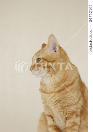 Everyday scenery of cat parents and children (it has grown completely) Everyday scenery of cat parents and children (it has grown completely) 84752165
