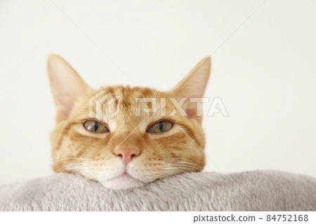 貓父母和孩子的日常風景（已經完全長大了） 84752168