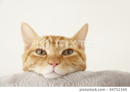 貓父母和孩子的日常風景（已經完全長大了） 84752169