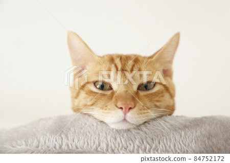 Everyday scenery of cat parents and children (it has grown completely) Everyday scenery of cat parents and children (it has grown completely) 84752172