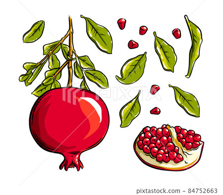 Pomegranate fruit, seeds and plant. Colored exotic pomegranate fruit. Vector illustration 84752663