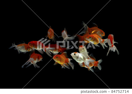 Goldfish in aquarium with green plants 84752714
