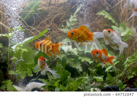 Goldfish in aquarium with green plants Goldfish in aquarium with green plants 84752847