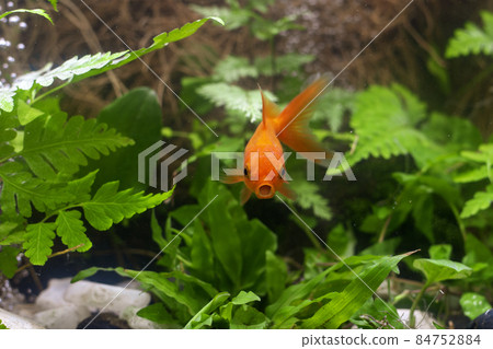 Goldfish in aquarium with green plants 84752884