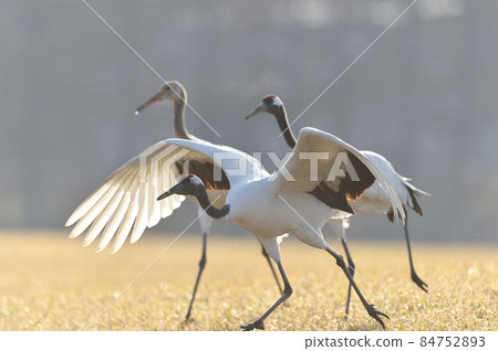 Red-crowned crane (Tsurui, Hokkaido) that starts a run-up before taking off 84752893