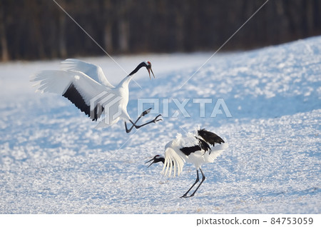 Dancing of cranes (Hokkaido, Tsurui) Dancing of cranes (Hokkaido, Tsurui) 84753059