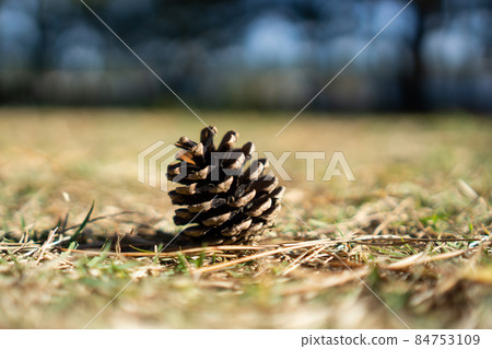Pine cone with an open umbrella Pine cone with an open umbrella 84753109
