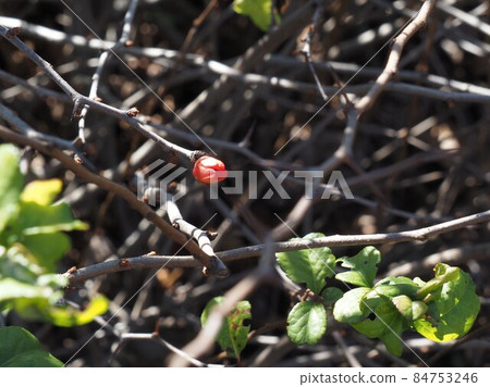 Kusaboke（也稱為Noboke、Koboke、Sidomi） 84753246