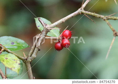 Damnacanthus fruit 84754270