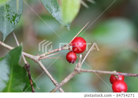 Damnacanthus fruit 84754271