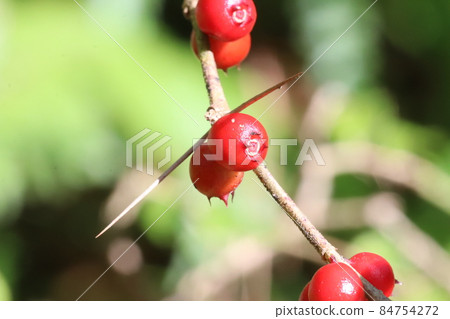 Damnacanthus fruit Damnacanthus fruit 84754272