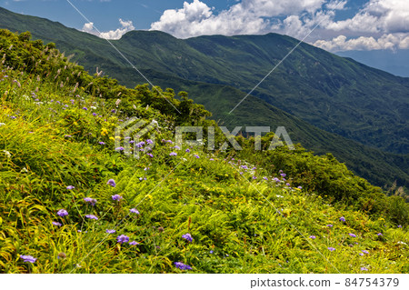 朝日山脈垂直跑道和枕形花盛開的主脊線景觀 84754379