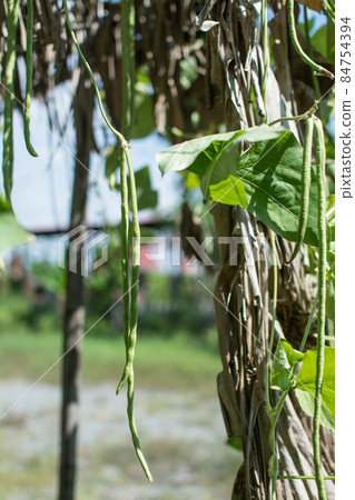 Lentil plant creep in the garden Lentil plant creep in the garden 84754394