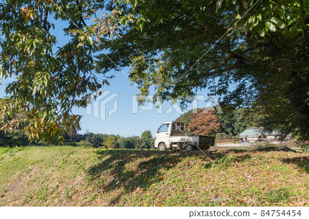 Light tiger in the field Light tiger in the field 84754454