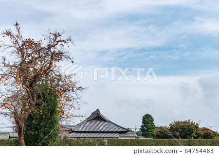 Temple persimmon 84754463