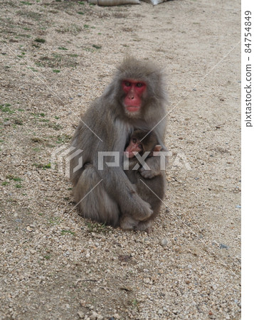 Shodoshima Choshikei, a parent and child of wild Japanese monkeys Shodoshima Choshikei, a parent and child of wild Japanese monkeys 84754849