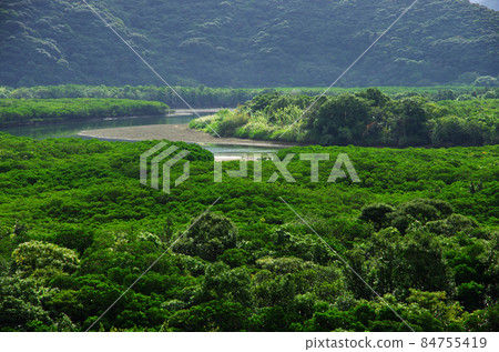 Mangrove virgin forest in Sumiyo-cho, Amami Mangrove virgin forest in Sumiyo-cho, Amami 84755419