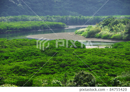 Mangrove virgin forest in Sumiyo-cho, Amami Mangrove virgin forest in Sumiyo-cho, Amami 84755420