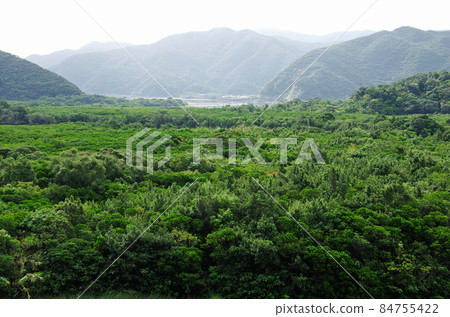 Mangrove virgin forest forest in Sumiyo-cho, Amami Mangrove virgin forest forest in Sumiyo-cho, Amami 84755422