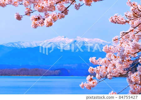 Zao mountain range of remaining snow, lake and Yoshino cherry tree in full bloom 84755427