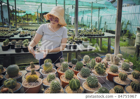 woman holding pot of mammillaria cactus in succulent green house woman holding pot of mammillaria cactus in succulent green house 84755967