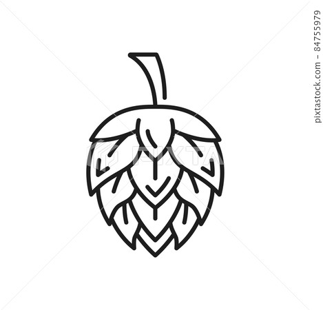 Flower of hope plant isolated beer ingredient thin line icon. Vector german brewing industry product, infusion, tincture hop outline. Humulus flowering plant, herbal medicine seed cones or strobiles 84755979