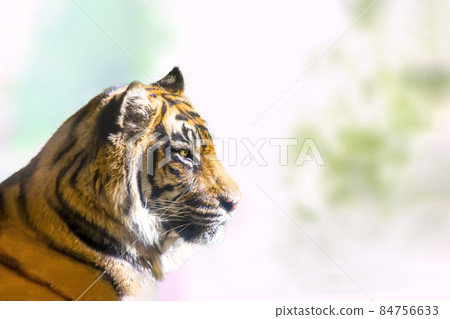 Close up of a tiger's profile against a bright tree background. 84756633