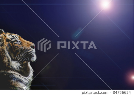 一隻老虎在黑色背景前眺望遠方的特寫 84756634