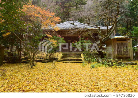 [Nara] Ginkgo biloba at Kaichoji Temple 84756820