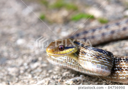 Shimate snake Shimate snake 84756998